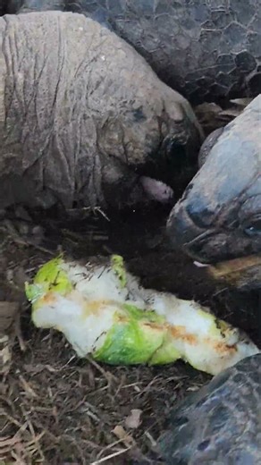 Tortoise doesn't want to let go of its cucumber