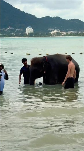 Elephant Encounter in the Ocean