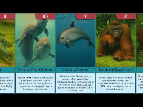 Last of Their Kind The Worlds Most Endangered Rare Animals