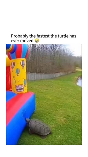 Memesfyp on Instagram: "This short, viral clip captures a large turtle accidentally popping an inflatable bounce house and being sent flying toward a nearby pond. As the turtle bites or pushes against the side of the colorful inflatable, a sudden burst of air propels the animal several yards through the air, tumbling across the grass before coming to a stop near the water’s edge. The video, overlaid with humorous text suggesting this is “the fastest the turtle has ever moved,” uses slow-motion e