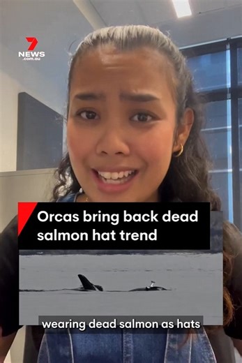 Orcas have been spotted wearing dead salmon as hats which is the 37 years the fashionable trend has been seen in orca pods. #Orcas #OrcaWhale #Whale #underwater #sea #salmon #ocean #oceanfacts #fashion #seaanimals #7NEWS | 7NEWS Australia