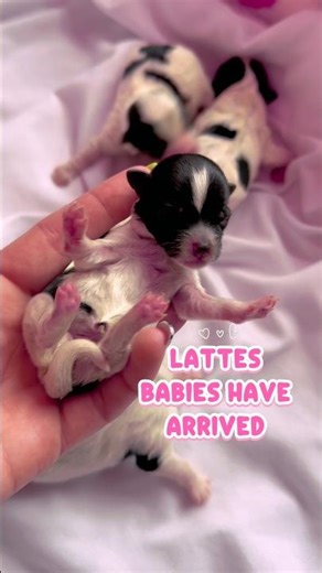 Our litter of parti Yorkies have arrived #partiyorkie #puppy #dog #birth #pregnancy #pink #yorkies