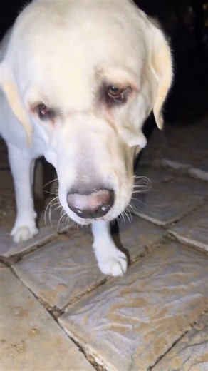 Crazy Pet Parenting: When Your Labrador Drives You Nuts