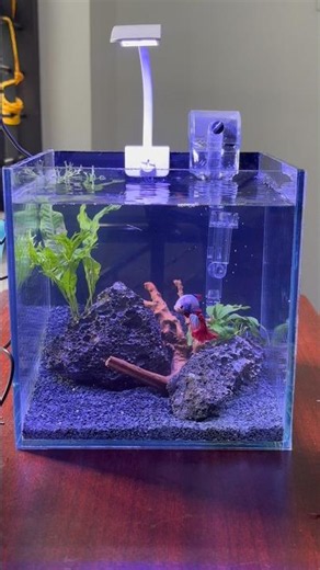 Epic Nano Planted Tank Setup for a Betta Fish #shorts