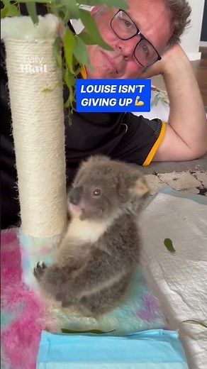 Adorable koala's first attempt at climbing