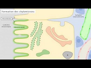 1ST2S - Formation des chylomicrons