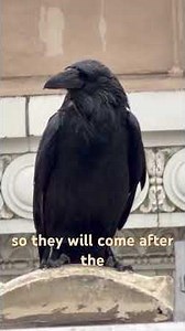 Why Ravens Chase Hawks (Urban Bird Behavior Explained) 👀🦅🐦 #ravens #hawks