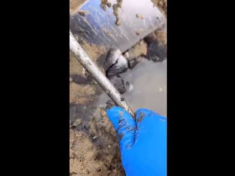 Live Digging Razor Clams🔴Live&love 2026-3-2-1