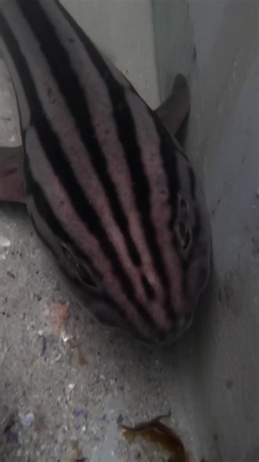 Have a moment of mindfulness with this gorgeous pyjama shark at the South African Shark Conservancy 💙🦈🤗 #southafrica #shark #sciencecommunication