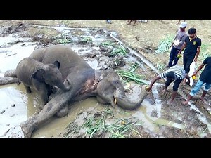 Baby Elephant's Heartbreaking Act of Love Trying to Save His Dying Mother