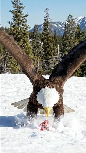“Bald Eagle Hunt in Slow Motion 🇺🇸 | Incredible Catch You Won’t Believe!” #shorts #shortsfeed