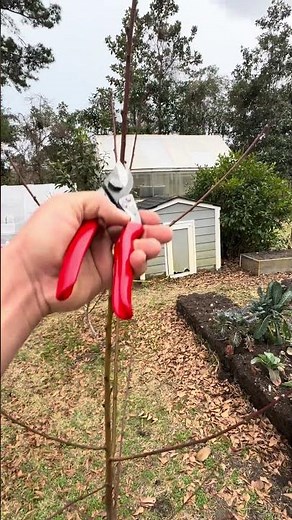 The most important cut when pruning your fruit tree!