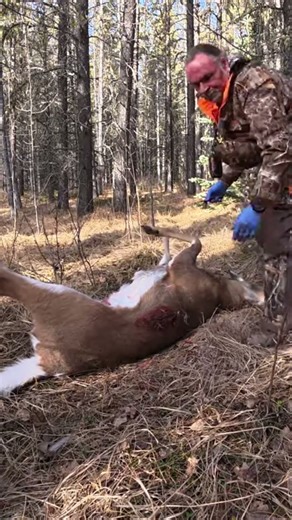 Solo Hunting on Public Land in Canada #hunting #deer #deerhunting #backcountryhunting