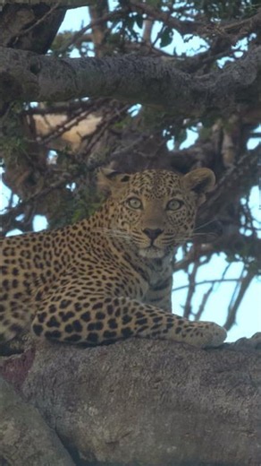 Vantage point. 🌍Masai Mara National Reserve. #safari #wildlife #leopard #masaimara #olonanaonsafari