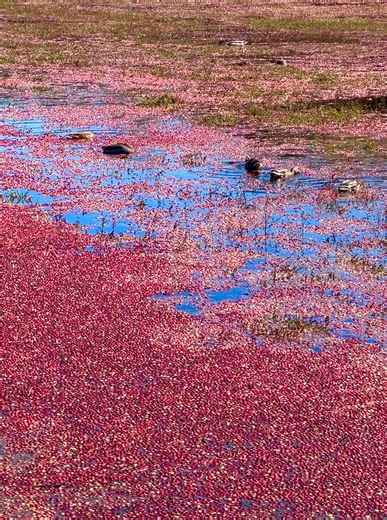 It’s cranberry harvest time on Cape Cod! Cranberry bogs attract a wide variety of wildlife, from mammals and birds to amphibians and insects. The open areas provide shelter, food, and water for a wide variety of wildlife and make bogs an ideal place for American Kestrels and Eastern Bluebirds. The natural sugars in cranberries supply quick energy to active birds, and the berries are rich in vitamins, antioxidants, and fiber. Being almost 90% water, they are also a good source of hydration for wi