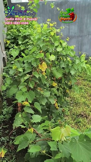 budidaya anggur import