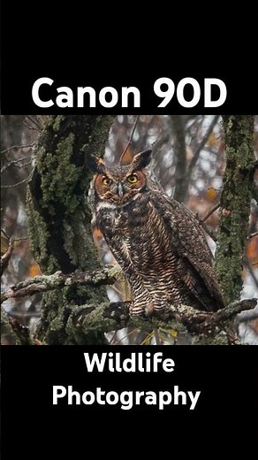 Canon 90d wildlife photography in 2025 Review #canon #wildlifephotography #canon90d
