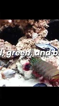The Peacock Mantis Shrimp: Vibrant footage of the mantis shrimp in its natural habitat #animals #sea