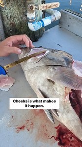 Grouper cheeks or fillets… which do you prefer? Check out The Legend Fishing Adventures - Offshore and Inshore Fishing at it's best in St. Augustine for your next fishing adventure! | Florida Sport Fishing