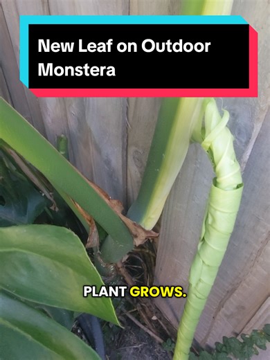 Monsteras don't grow like houseplants in the wild. They climb, get strong light and grow fast. Indoors they have less light, less stability and usually nothing to grow up which is why so many struggle. They can thrive inside, but the care has to change. Comment or DM a photo of your monstera if you want to know when the 'indoor monstera' guide drops.