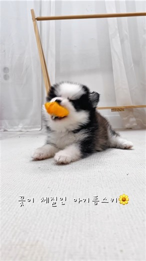 꽃을 좋아하는 아기 폼스키 #4세대폼스키#5세대폼스키 #폼스키4세대#폼스키5세대#폼스키분양#폼스키켄넬#폼스키성견#미니허스키#포메라니안#pomsky#폼스키#폼스몽