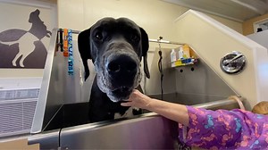 105K views · 7.6K reactions | Wednesday was big dog bath day and our...