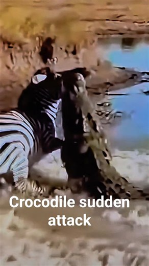 Breathtaking battle for survival in the wild 🌍