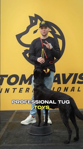 How to Use a Tug Toy: The Best Reward for Non-Food Motivated Dogs