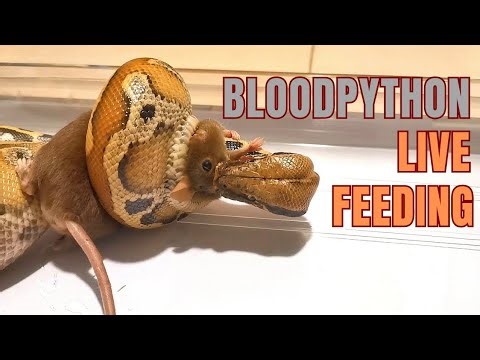 jumbo mouse vs blood python. #livefeeding #bloodpython #snakes