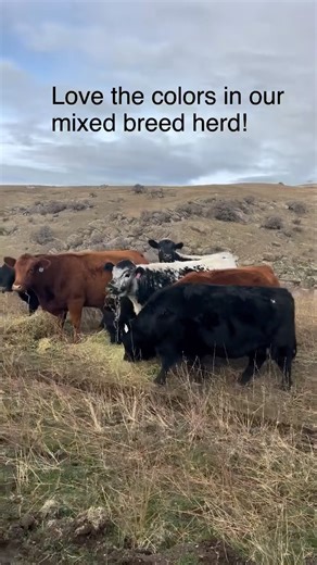 We predominantly run two breeds on our ranch: Aberdeen and Speckled Park. The Aberdeens for their consistent size, good mothering traits, and gentle temperament. The Speckled Park for their mothering milk production, and a cow’s good bone structure. Aren’t they pretty? 😍 | Stack Rock Ranch
