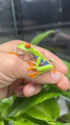 HerpTime on Instagram: "Rudely awakening this beautiful red-eyed tree frog from his slumber 🐸 to show off why they’re the most iconic frog on earth! With almost every color of the rainbow packed on, it’s hard to believe these frogs are real. This is a breeder male that will father some offspring that’ll be at my booth at the next @reptilesupershow in January, which is the perfect place to ask me questions in person, and pick up any supplies you may need! And don’t worry, this guy was back snooz
