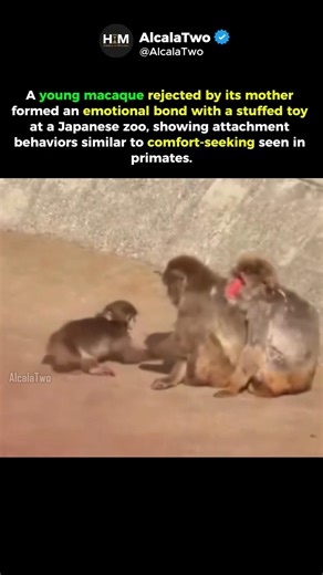 A Viral Story of Animal Emotion