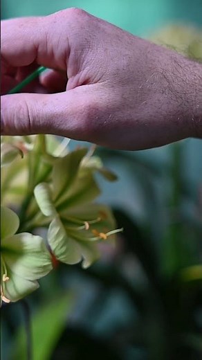 Pollinate Clivias Like a Pro 🌸 Secret to More Blooms!