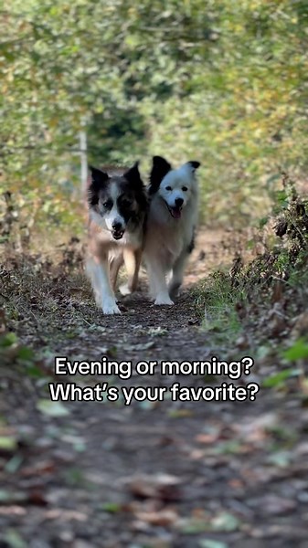 Love me some after dinner strolls! A gorgeous balmy late August evening is perfect for an evening walkies! What is your favorite time of day for walking the dogs, #dogwalk #bordercollies #dogsoftiktok