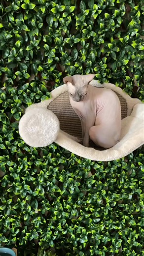 Aggressive licks 👅 #sphynx #RefundGlowUp #sphynxoftiktok #cats #catlover | Internal Combust