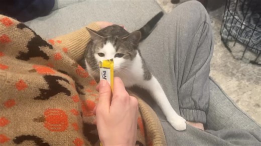 PLEASE SHARE! KITTEN OF THE DAY 🍓 Meet Raspberry — the sweetest little treat monster around! This playful kitten loves snacks, is full of purrs, personality, and ready to find his forever home! If you’re looking for a loving sidekick with a serious treat addiction, Raspberry’s your guy! 🐾 https://www.petfinder.com/cat/raspberry-78560863/ct/manchester/furry-animals-being-saved-rescue-ct588/ #fabsrescue #kittensofinstagram #catrescue | Furry Animals Being Saved Rescue, Inc.