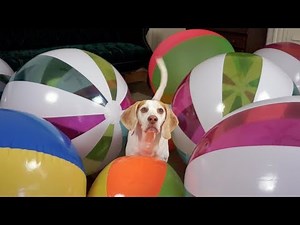 Beach Ball Birthday Surprise for Cute Dog Maymo!