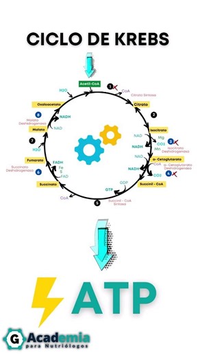 Ciclo de krebs #bioquimicaclinica #bioquimicametabolica #bioquimica | Academia Para Nutriologos
