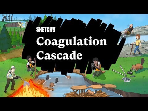 Coagulation Cascade (Part 1) | Sketchy Medical | USMLE Step 1