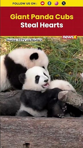 Giant Panda Cubs Steal Hearts As They Enjoy Boisterous Playtime