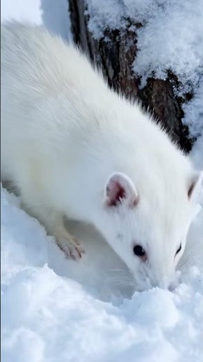 Winter Stoat in White Coat Hunting for Food | Ultra-Realistic Snowy Wildlife #Stoat #Ermine