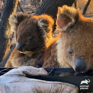 28K views · 1K reactions | After the bushfires of 2020 wiped out Koala habitats, the Australia Zoo stepped in to help these adorable animals. See more impressive rehabilitation work on tonight’s Crikey! It’s #TheIrwins at 8p, or streaming now on discovery+. | Animal Planet | Facebook