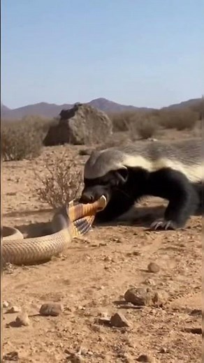 Honey Badger vs Cobra – The Relentless Death Battle || AI Cinematic Wildlife Scene
