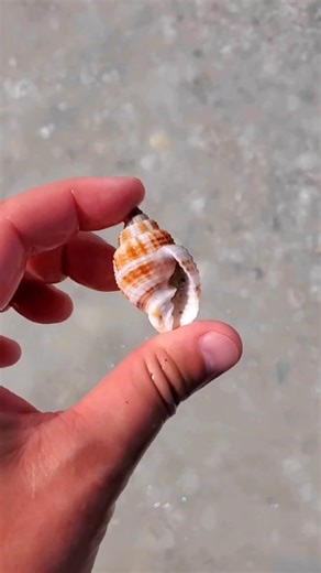 Here's another shelling tip 🐚⬇️ . I know I've shared a lot when it comes to how to find the best shells, when to go shelling, where to go shelling.... . but when it all comes down to it, there are certain shells that can be pretty easy to find in SW Florida. 💙 . Take this nutmeg shell for instance. You may have walked past a hundred of these on Florida beaches! They are pretty common around here ✨️ . But if you haven't been finding shells, you might not be doing anything "wrong", you just migh