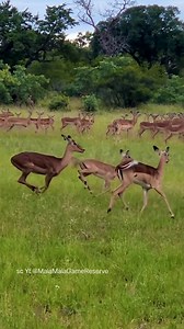 Cheetah in the middle of Impala herd, | Nature animal life