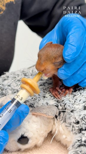 🐿️💛 Un minuscule nouveau patient vient d’arriver au CREAVES du Parc ! Ce matin, le Chalet des Hirchons nous a confié cet adorable bébé écureuil, retrouvé seul au bord d’une route sans sa maman. Il ne pèse que 72 grammes et ses yeux sont encore fermés. Ce qui permet d’estimer son âge à environ 3 semaines, puisque les yeux ne s’ouvrent généralement qu’autour de 4 semaines 👀✨ Il restera au Geraldine’s Heaven le temps de grandir, d’être sevré et de reprendre des forces… avant de pouvoir retourner