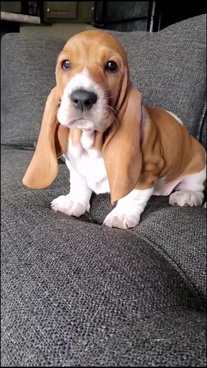 Adorable Basset Hound Puppies Playing with Their Unique Ears