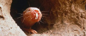 Naked Mole Rat