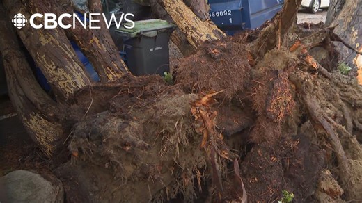 B.C.'s more frequent extreme weather is impacting urban trees: experts