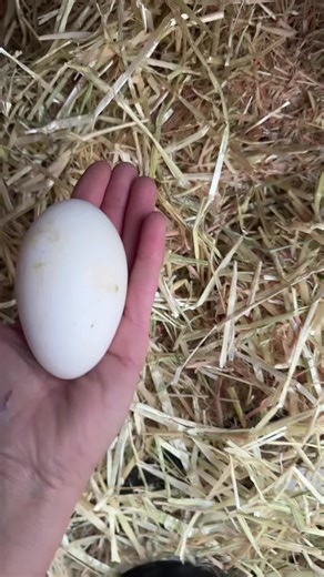 🪿 Spring 2026 Sebastopol Gosling Waitlist We are a small farm in Wise County, Texas with a very limited number of Sebastopol goslings expected in Spring 2026. To join the waitlist, please message us at Sebastopol Geese DFW on Facebook with: • Your full name • Phone number • Number of goslings you’re interested in People will be contacted in the order messages are received once goslings hatch. Joining the waitlist does not guarantee availability. 📍 Pickup in Wise County or scheduled DFW meet-up